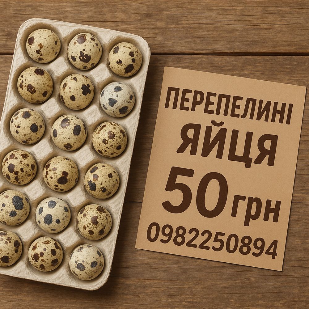 домашні перепелині яйця