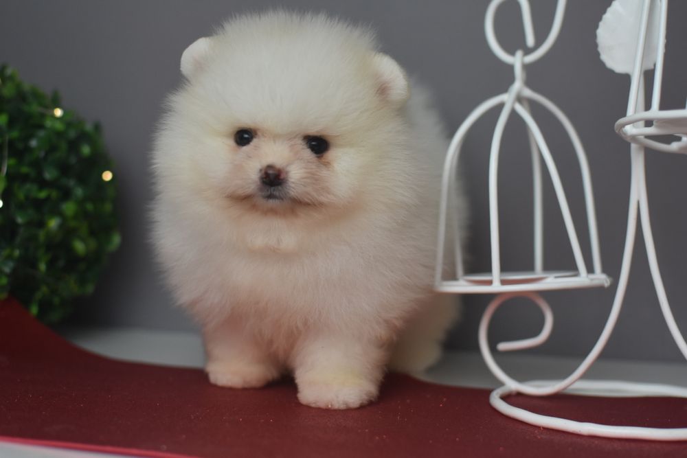 Чудові Хлопці померанці