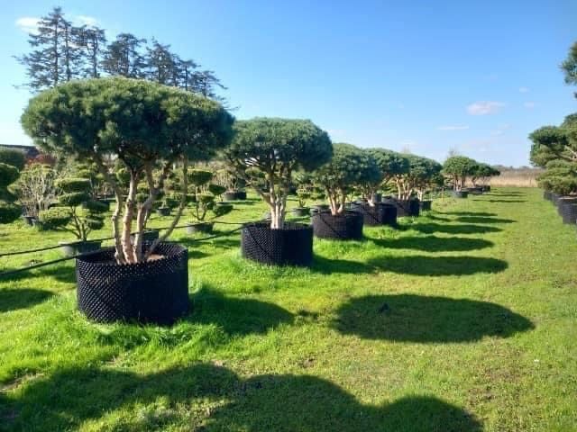 Bonsai-Niwaki formowane sosna cis jałowiec. Laurowiśnia jodła szmaragd