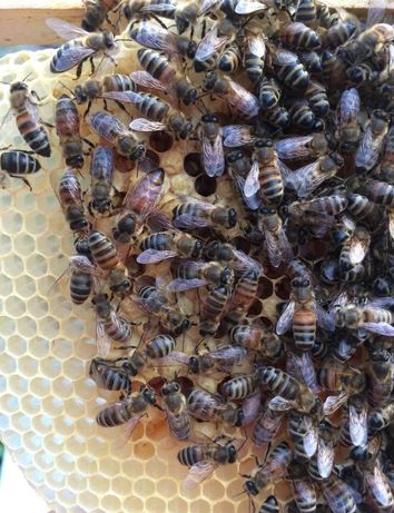 Плідні бджоломатки Карніка" Пещец". Плодные пчеломатки. Матки F1. Матк
