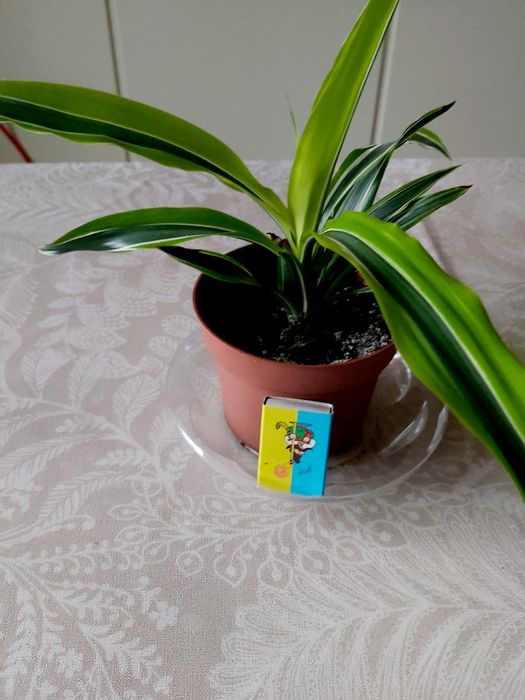 Драцена Лемон Лайм