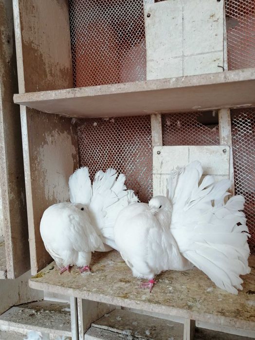 Sprzedam pawiki żółto płowe białe srebrno płowe