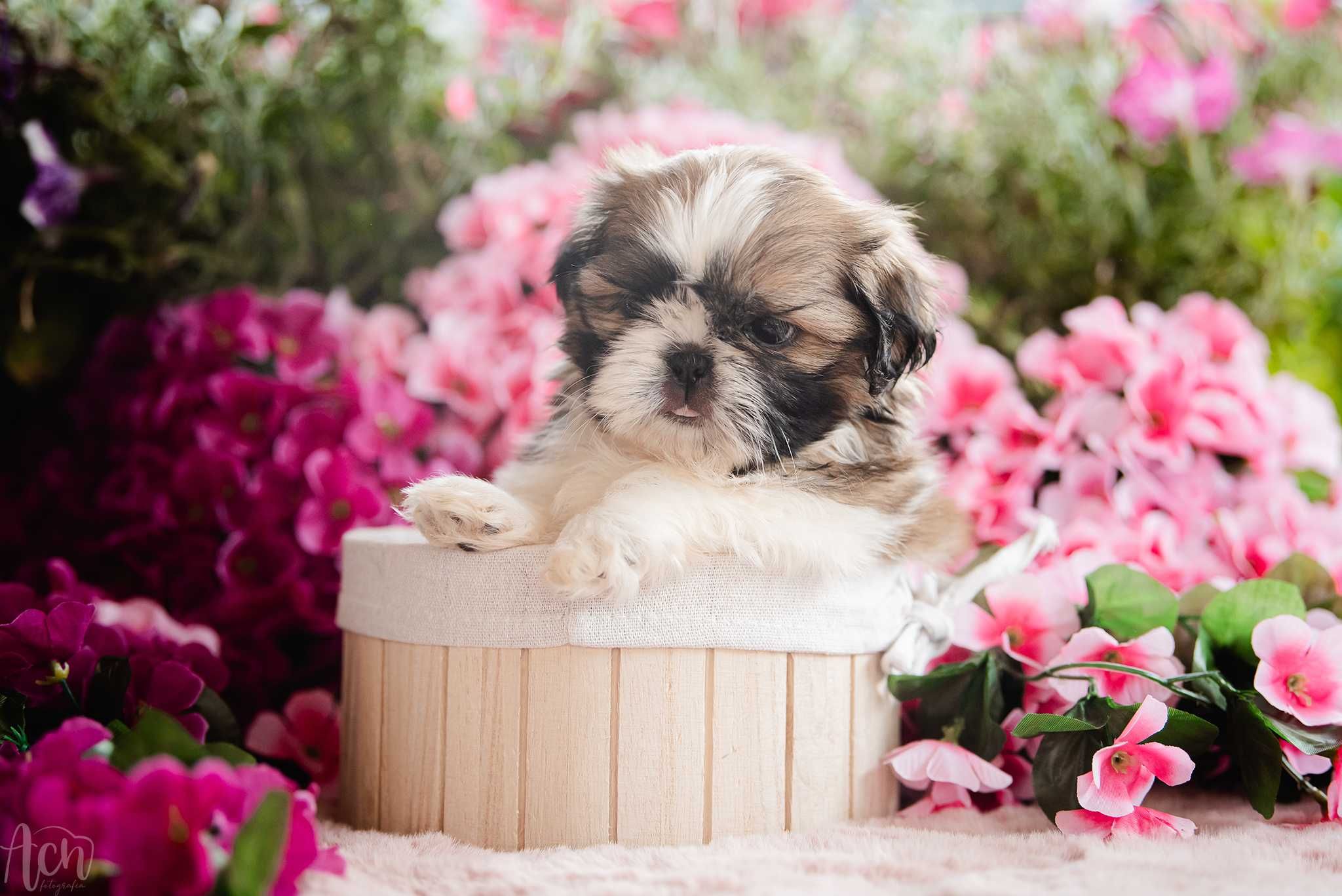 suczka shih tzu FCI ZKwP  z ubezpieczeniem