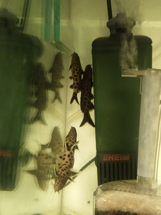 Synodontis petricola dorosłe tanganika
