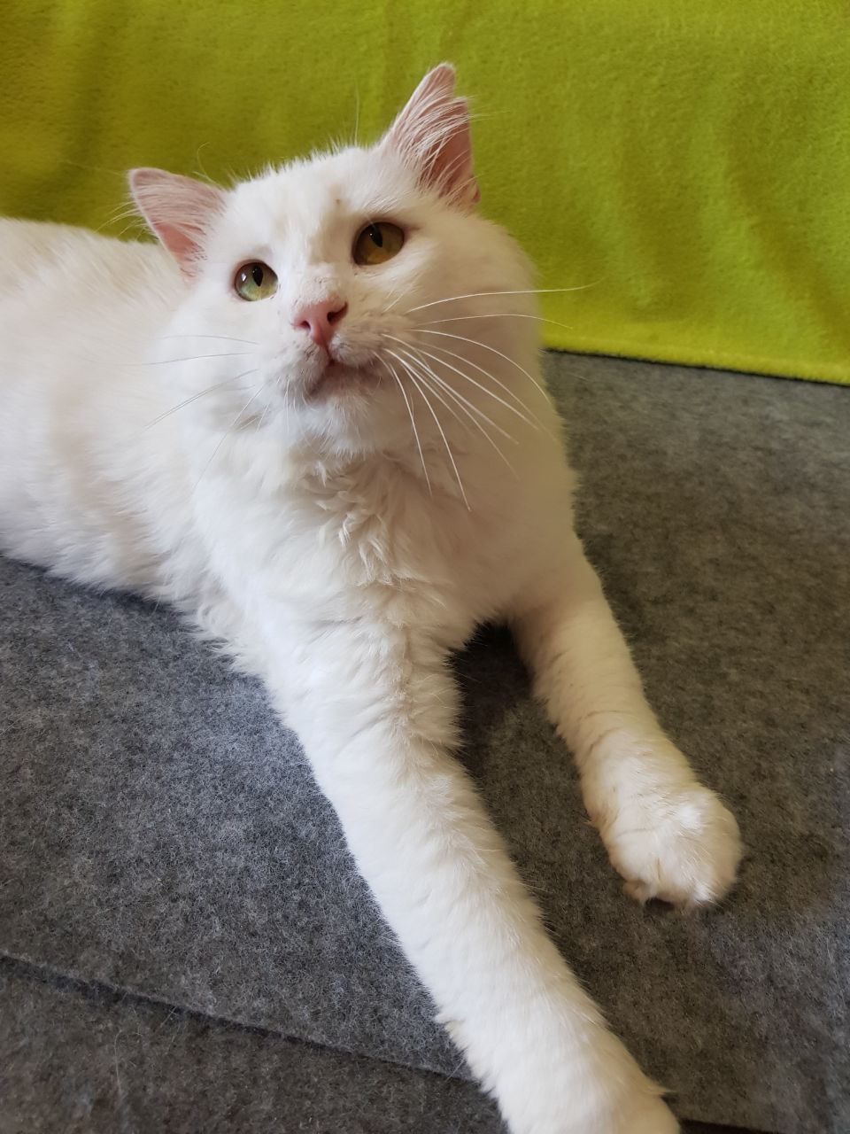 Шикарный котик бесплатно