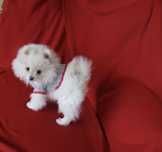 Pomeranian, szpic miniaturowy