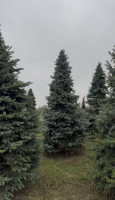 Ель голубая Днепр