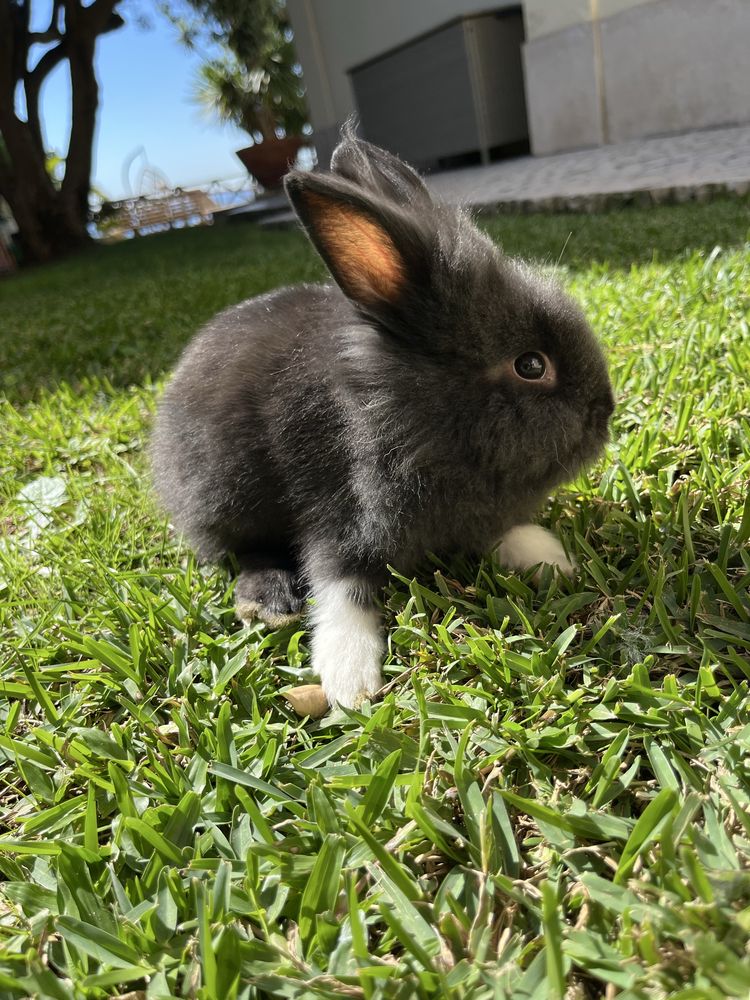 Coelhos Mini Lop & Angora