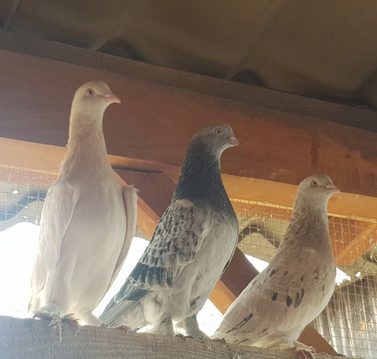 Gołębie ,  takle tureckie