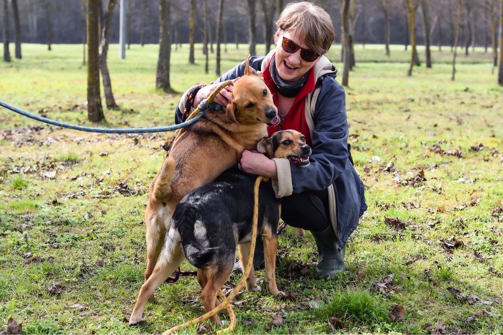 Buster - rudy pozytywny psiak do adopcji