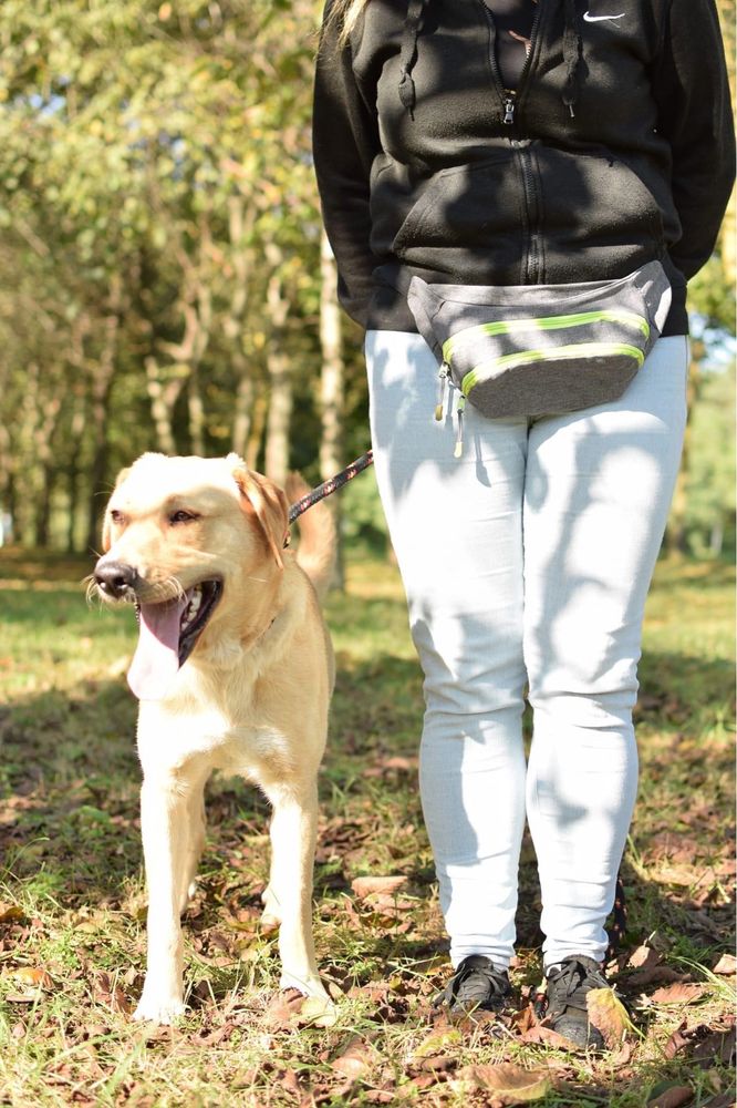 Młody psiak w typie labradora czeka ja cierpliwy dom - adoptuj