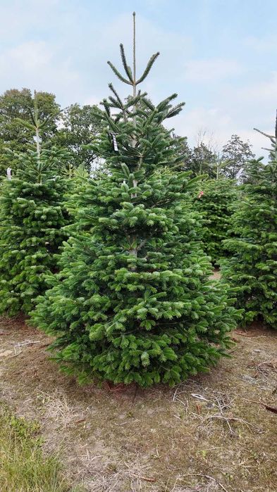 Jodła kaukaska cięta 175-200 ChoinkiPrima.pl FB