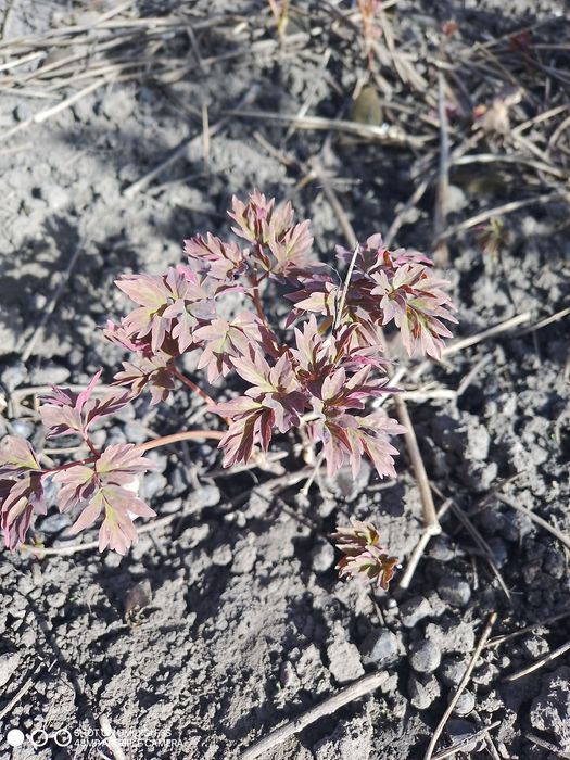 Пропродам дерево видний піон від 50 грн