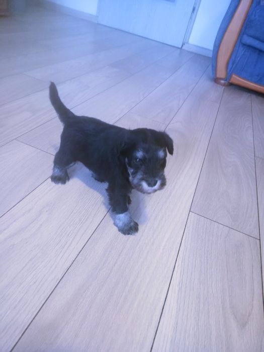 Sznaucer miniaturowy