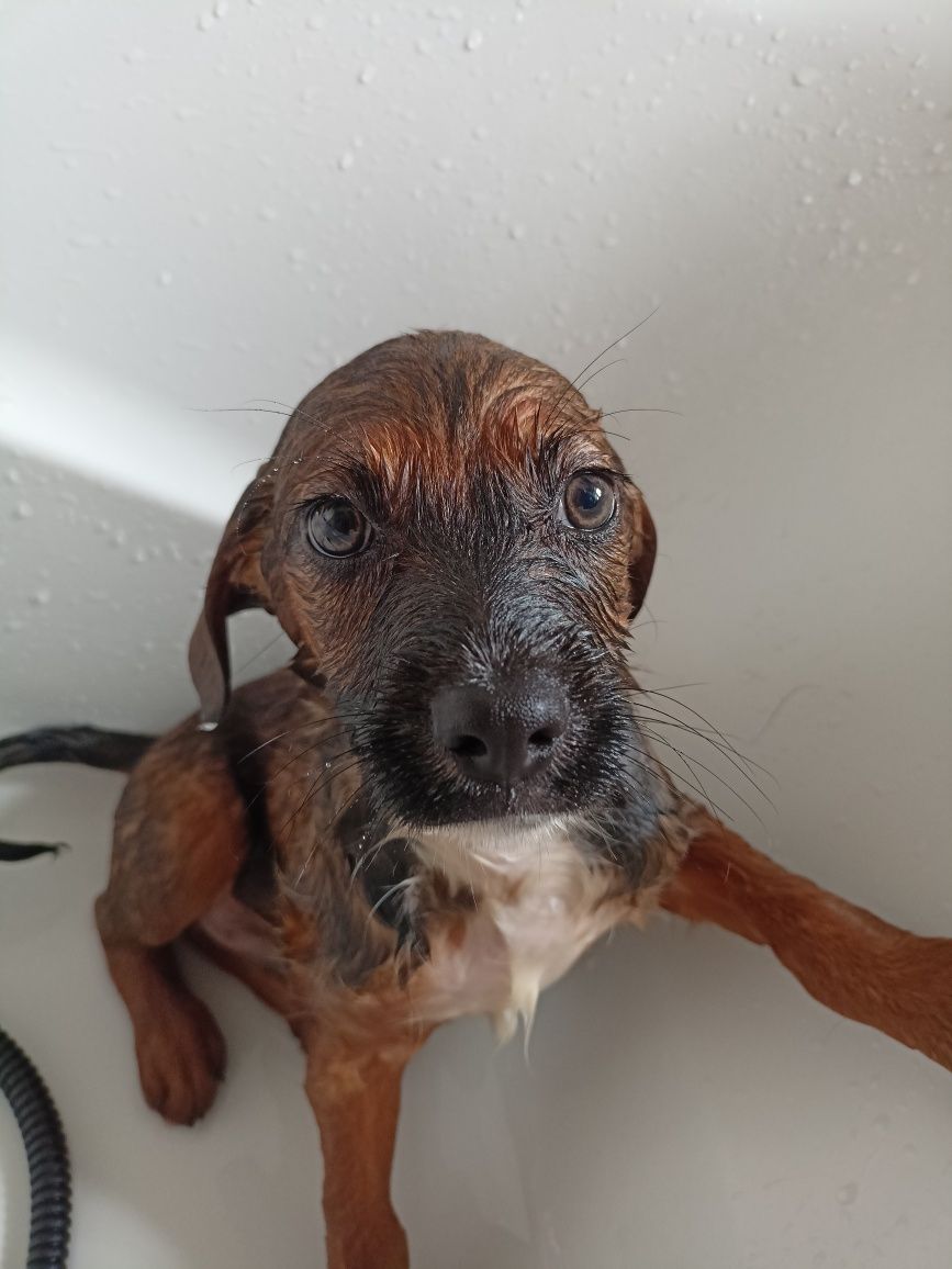 Cão bebé para adoção