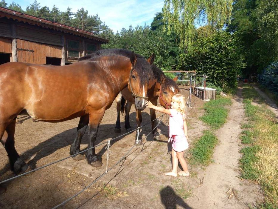 Młoda źrebica/klacz PKZ koń zimnokrwisty