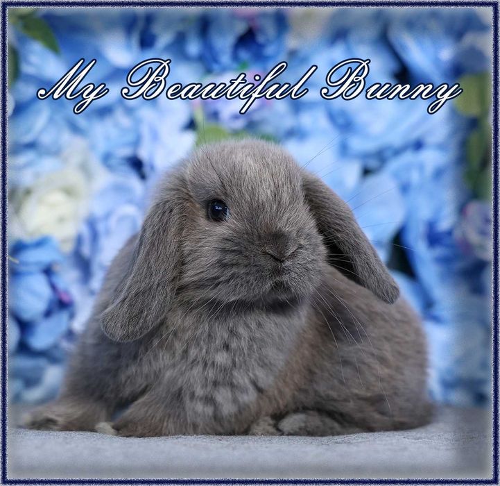 Piękny Królik Mini Lop - Blue