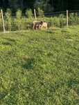 Borrego suffolk