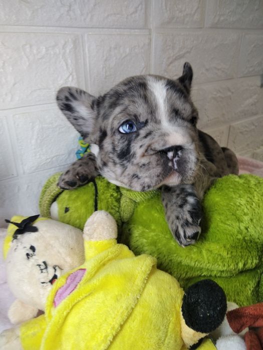 Элитная девочка Биг роп