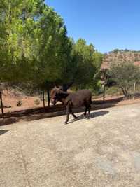 Burro manso pronto para entrega