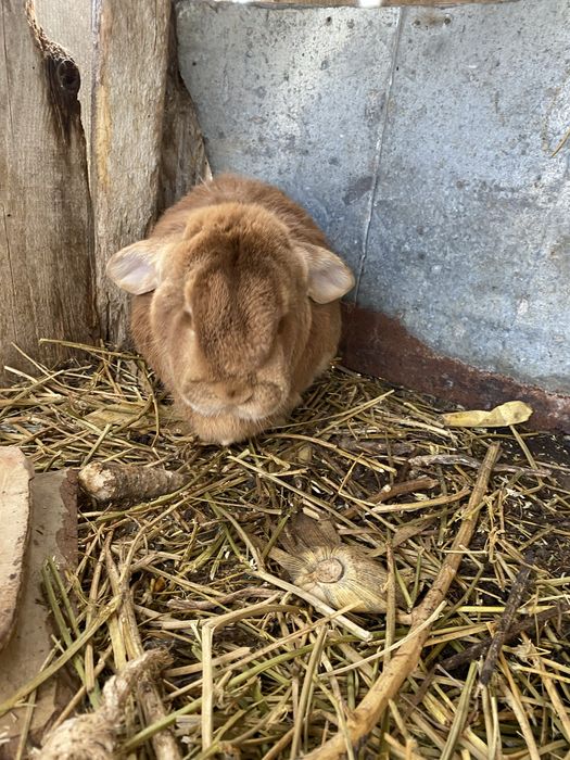 Кролики є 3 самці