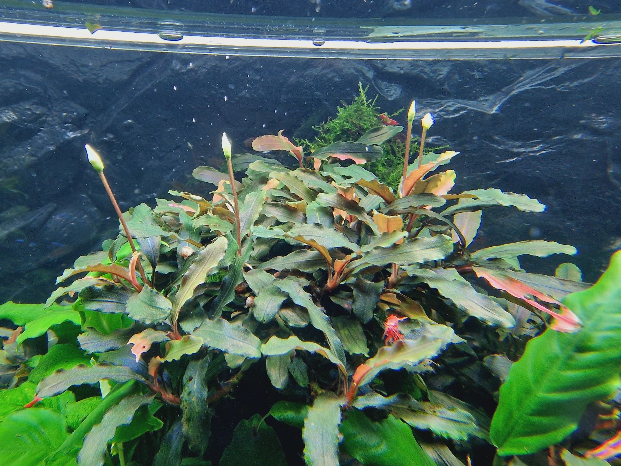 Bucephalandra rożne 4 odmiany - 10szt. Sadzonek