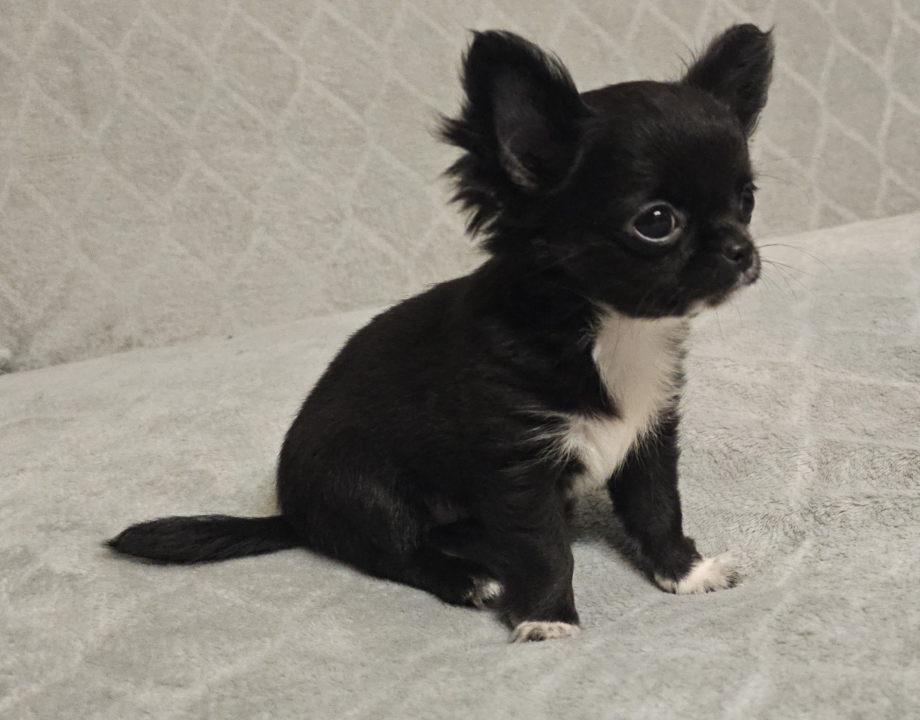 Chihuahua suczka ZKwP FCI