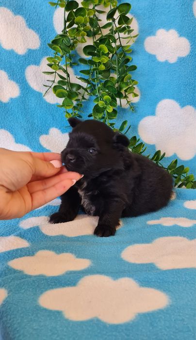 Excelente menina Lulu da Pomerânia/ Spitz Alemão Anão de Qualidade