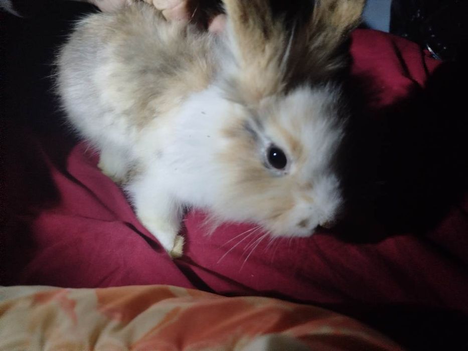 Miniatury króliczków angora i karzełek Teddy