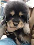 Mastim Tibetano cachorro