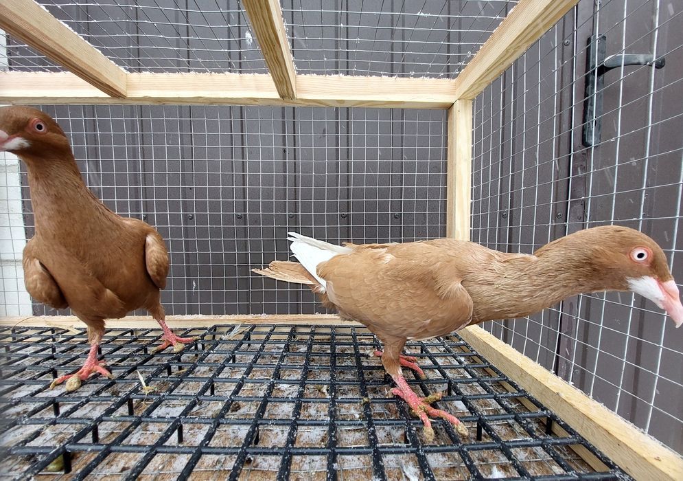 Gołębie bródki żółte