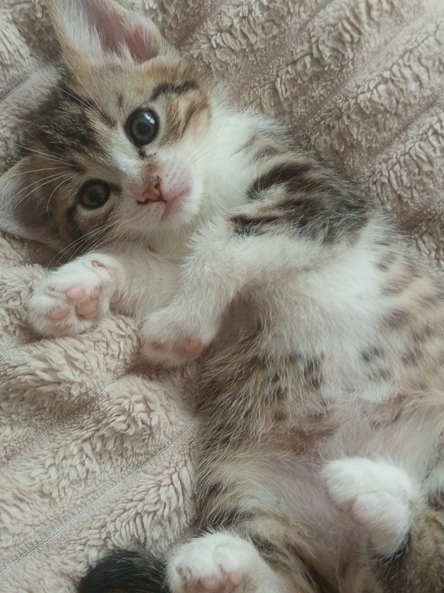 Продаются маленькие котики