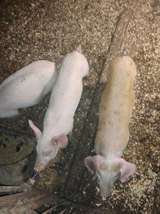 Поросята. Пацюки. Лошки