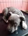 American staffordshire terrier Amstaff