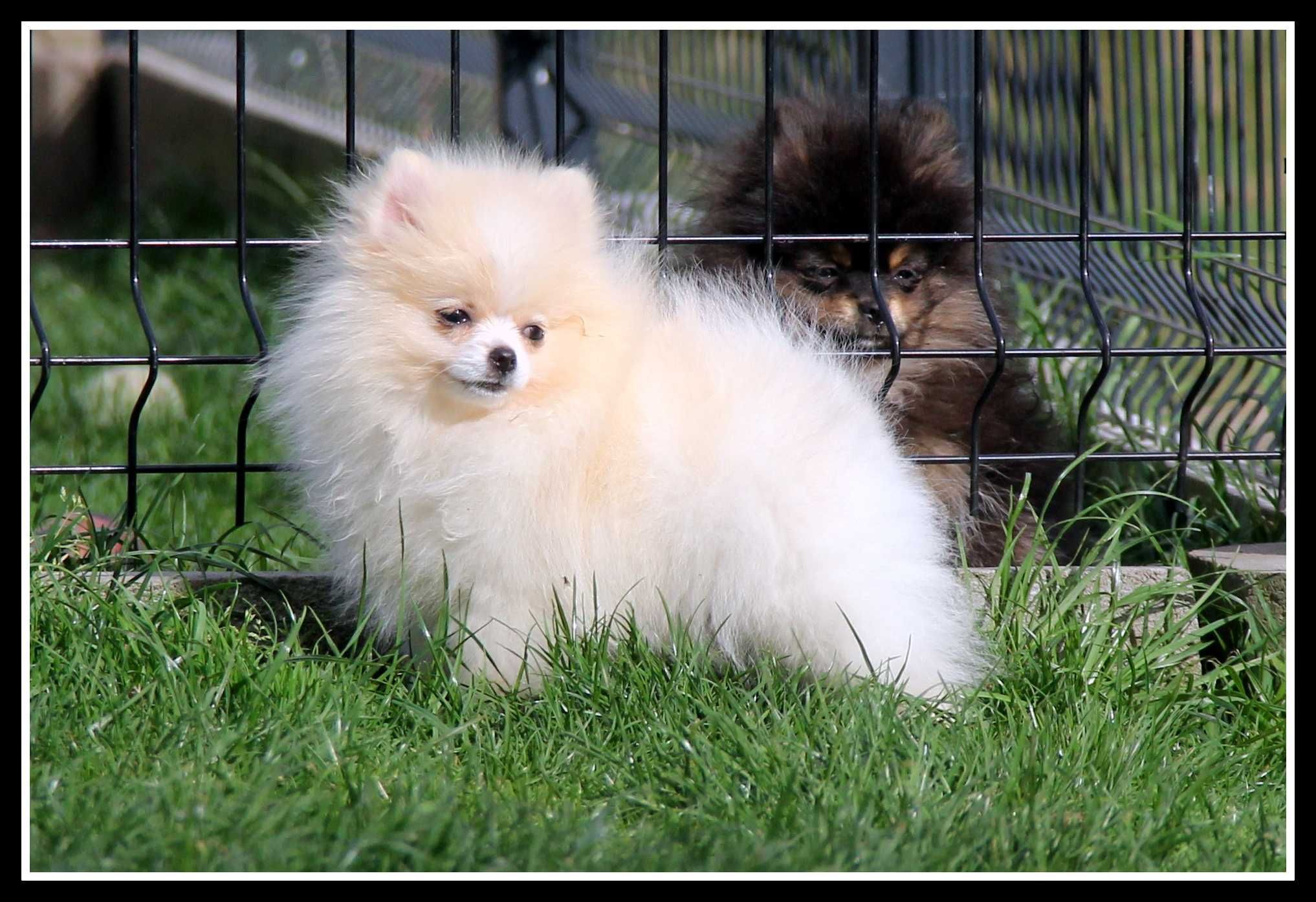 Dziewczynka Pomeranian