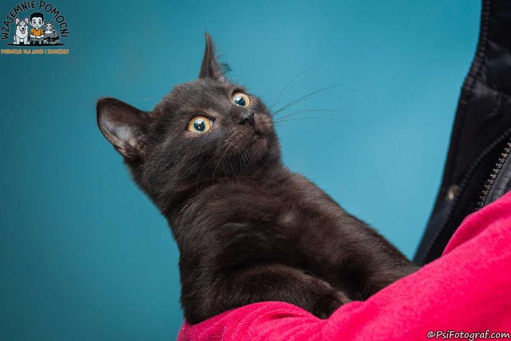 Do adopcji – ratujemy kocięta