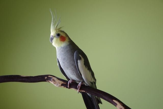 Nimfa Papuga samce i samiczki