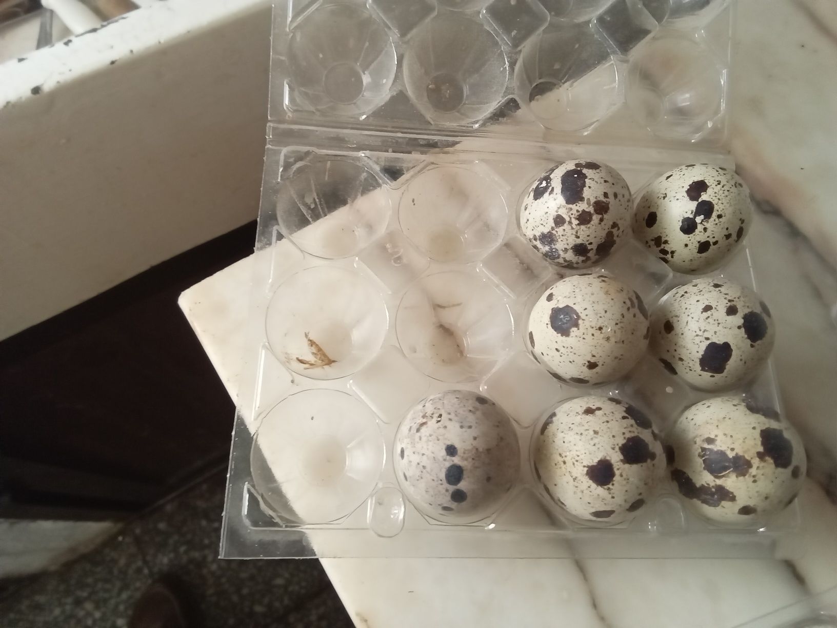 Vendo ovos de codorniz para comer e incubação