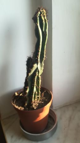 Kwiatek doniczkowy - kaktus