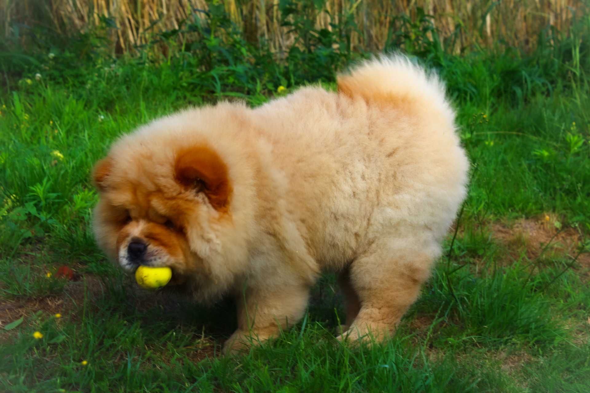 Chow chow ruda suka
