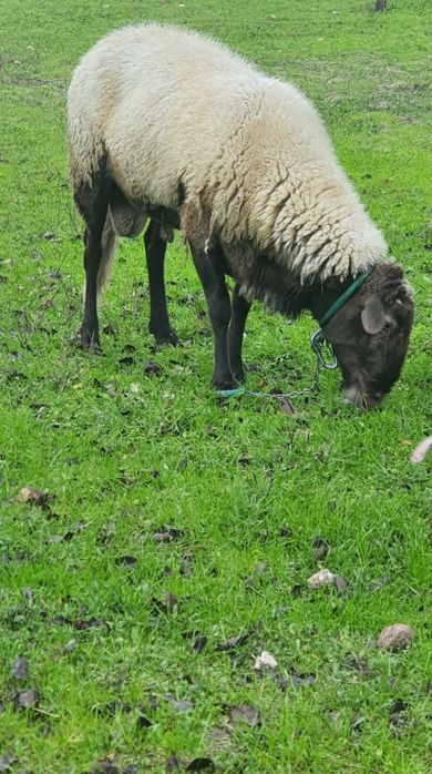 Carneiro para vender