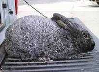 Кролики породи " Полтавське срібло" на плем"я.( Робочі самці та самки)