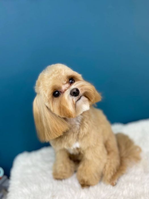 Грумінг Перемога 6