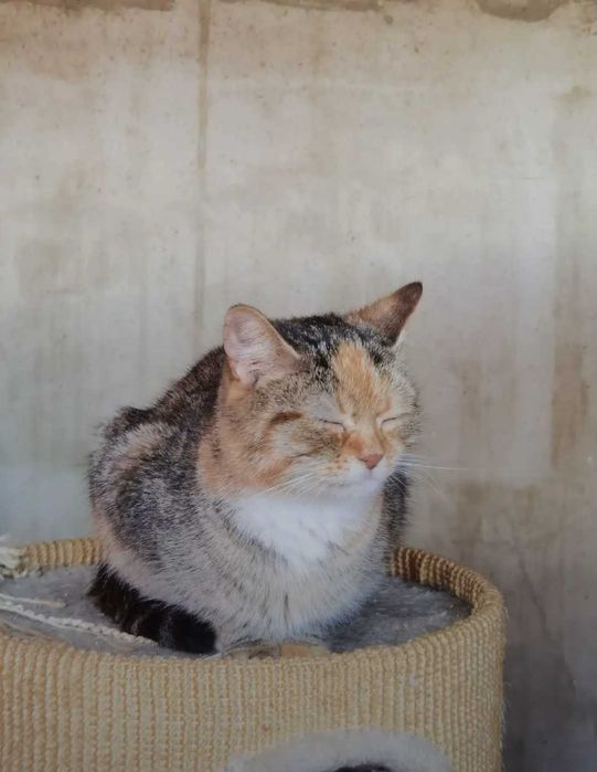 Zocha - przytulaśna koteczka szuka wygodnych kolanek! ;)