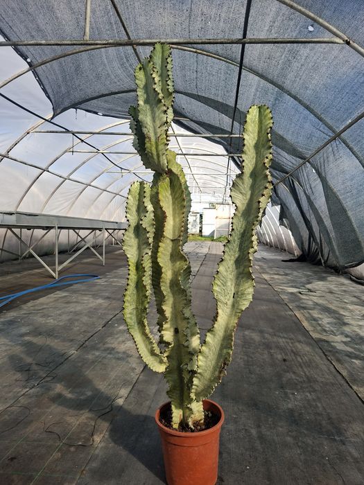 Euphorbia Amman Variegata