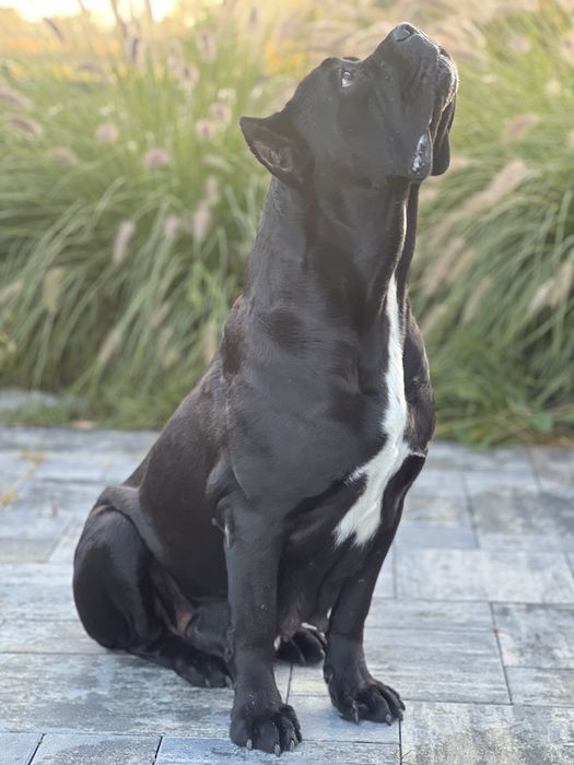 Cane Corso FCI/ZKwP Caro Corso czarny samiec szczenię