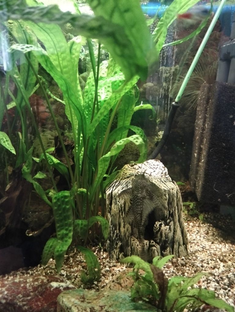 Sprzedam akwarium 200l