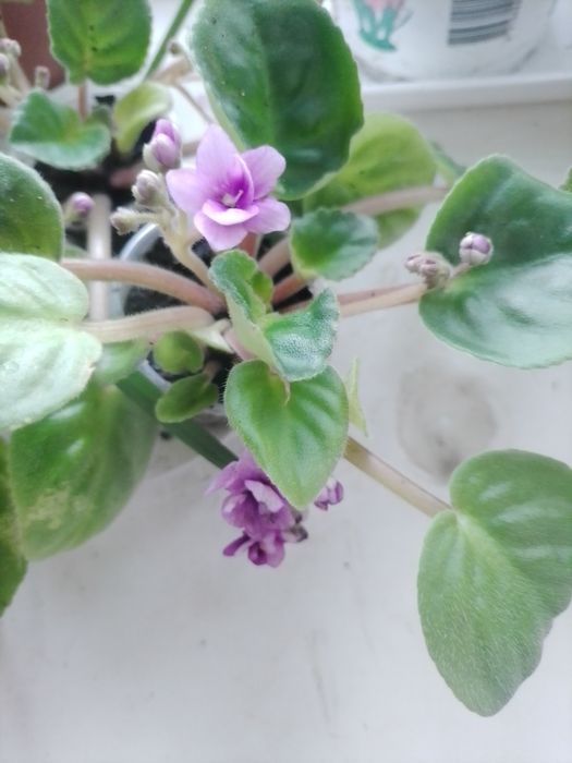 Кімнатна фіалочка