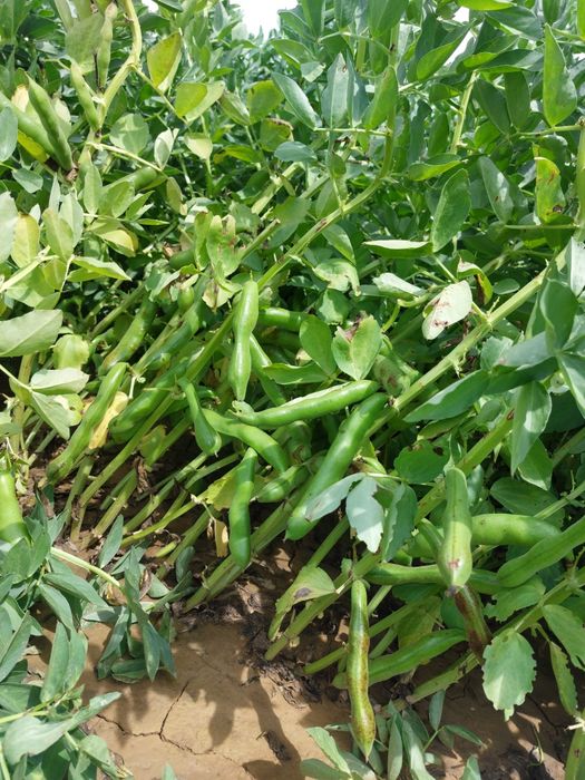 Bób Bizon - nasiona do sadzenia, świeży zbiór 2025