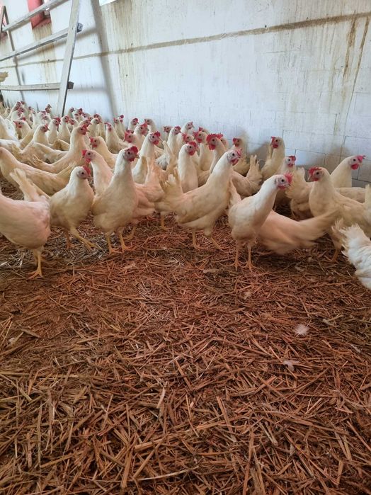 Kurki młode z dowozem hurt detal